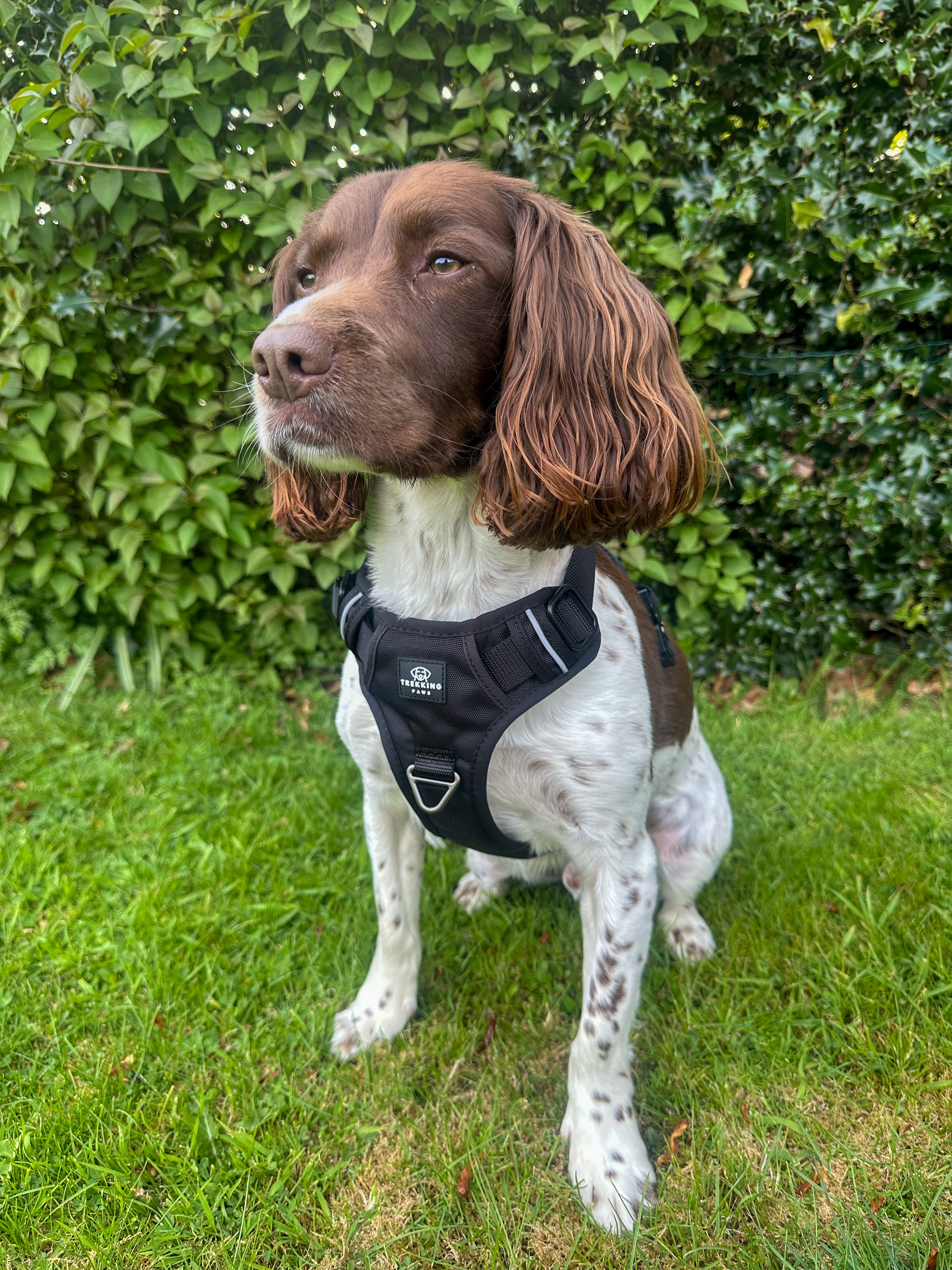 Trekking Paws Explora Dog Harness