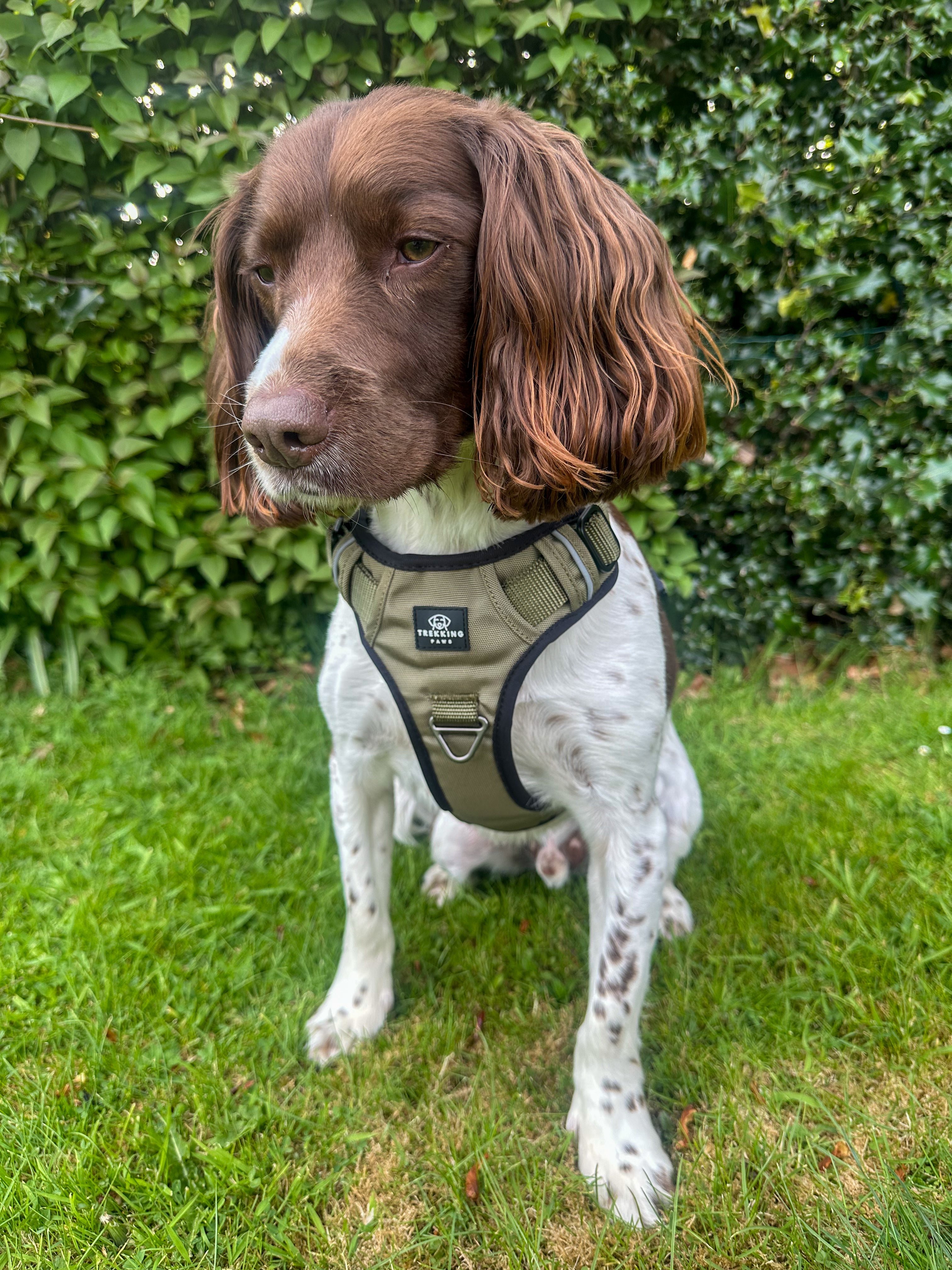 Trekking Paws Explora Dog Harness