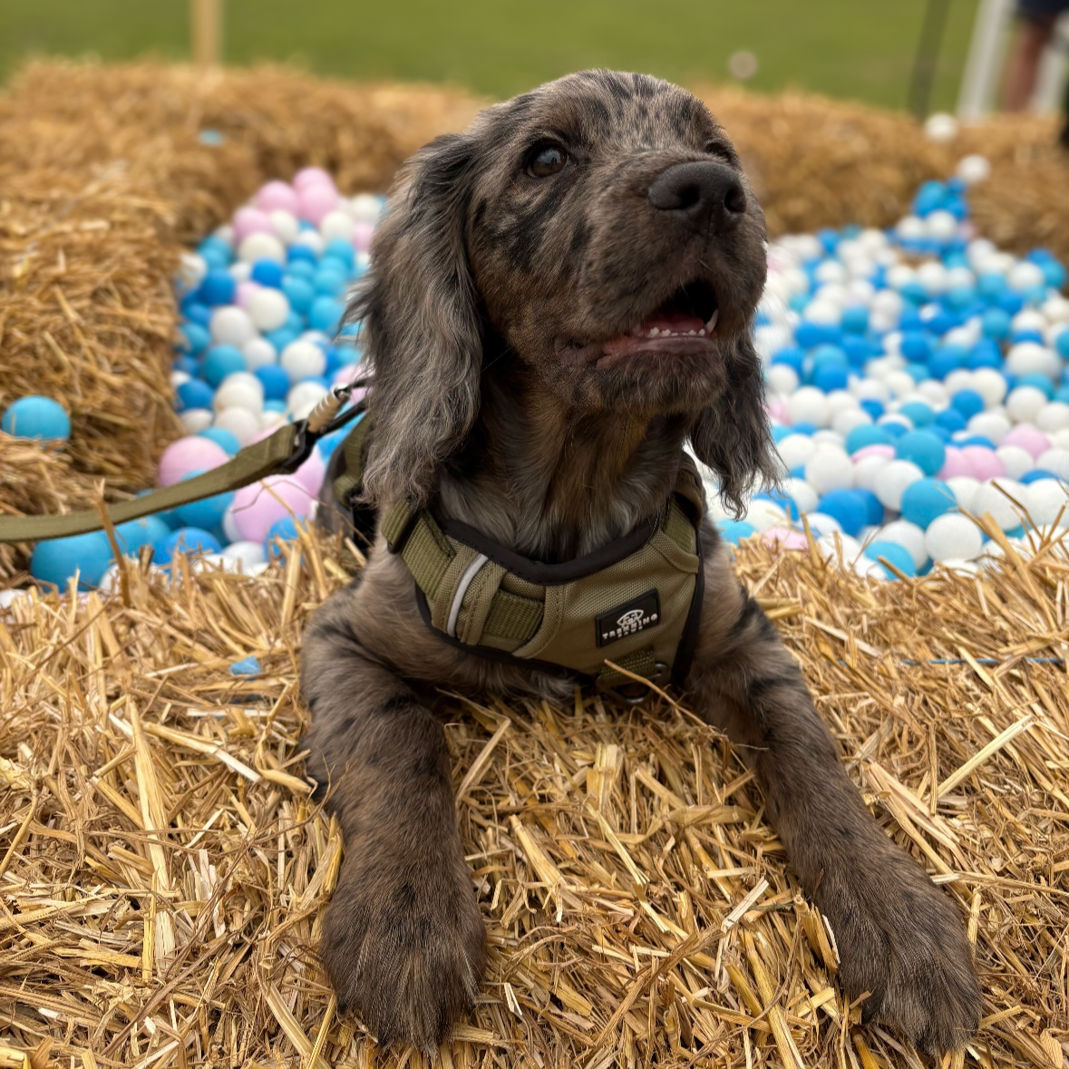 Puppy in a Trekking Paws Harness