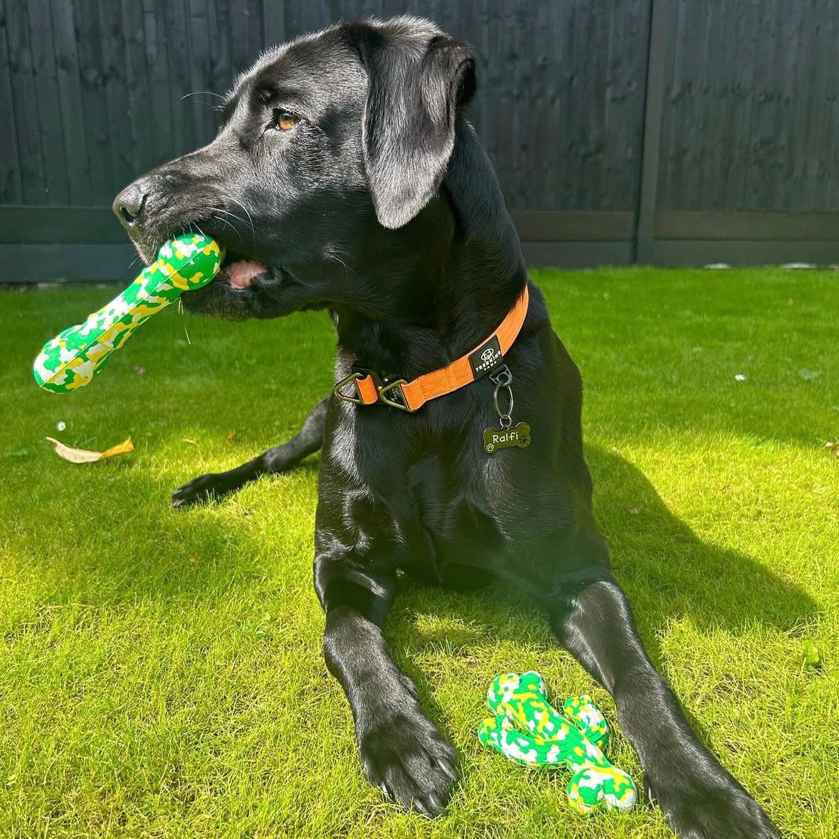 Brand Ambassador with Trekking Paws Dog Toy