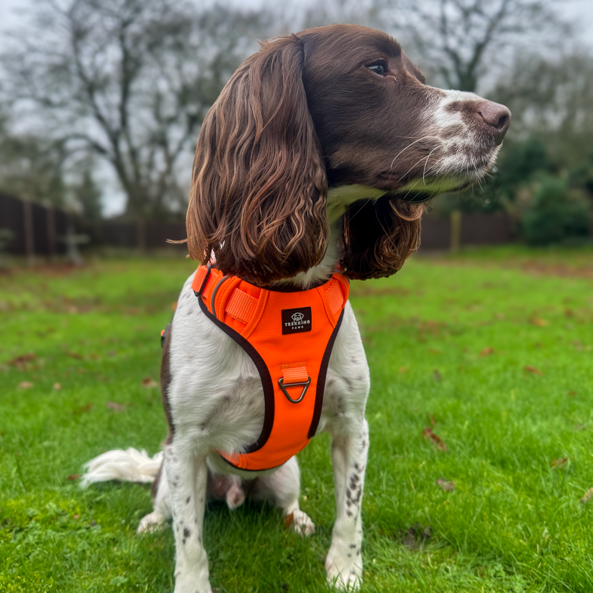 Trekking Paws Explora Dog Harness