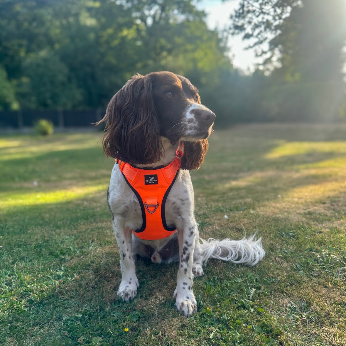 Dog Harness