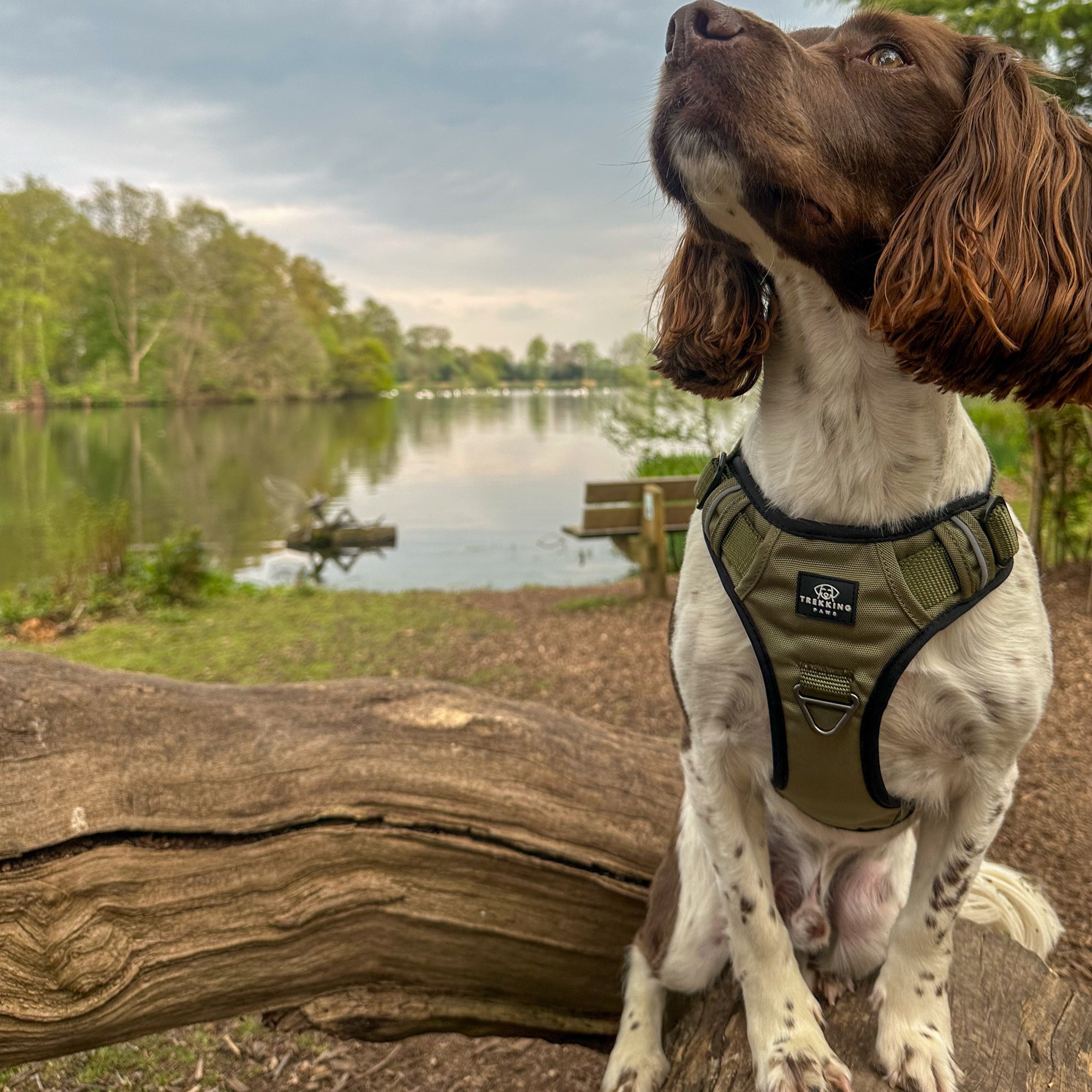 Trekking Paws Harness on a Springer Spaniel