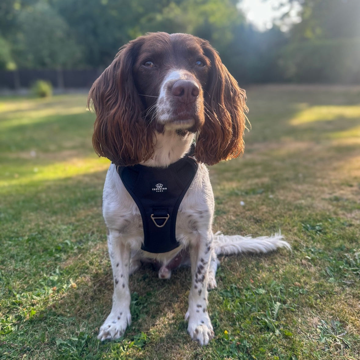 Black Dog Harness