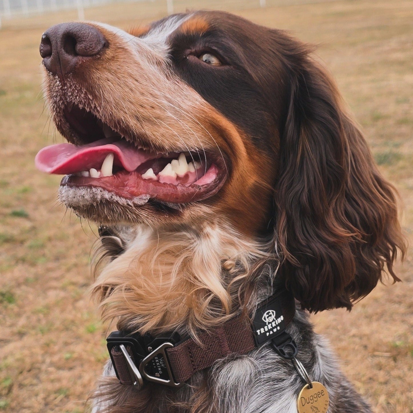 Dog with a Trekking Paws Collar 