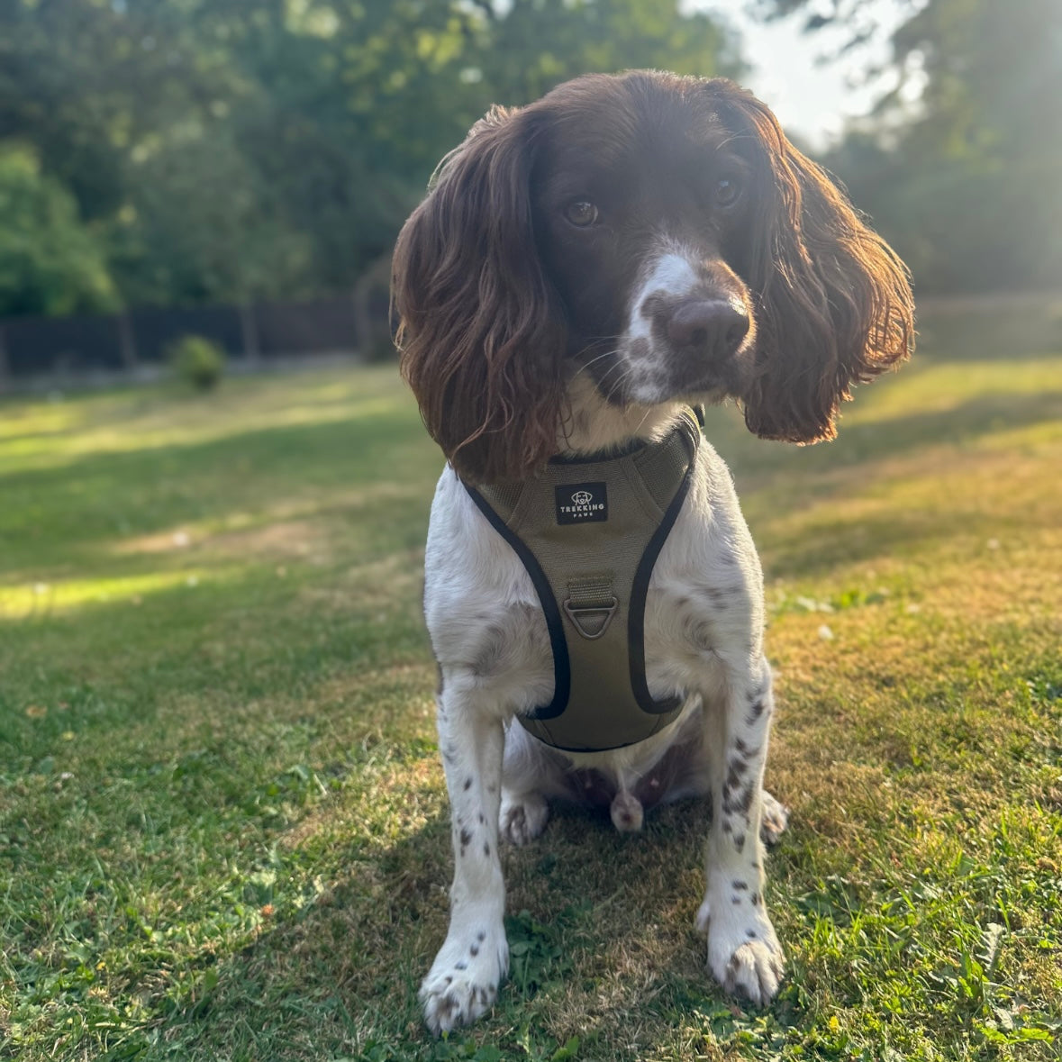 Dog Harness